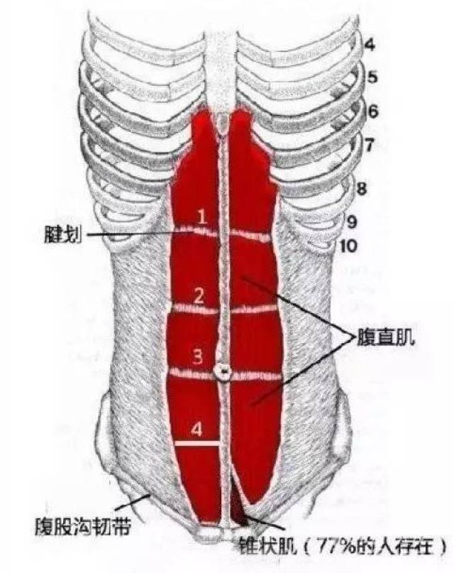 健身误区丨xx说"我来教你练出8块腹肌"