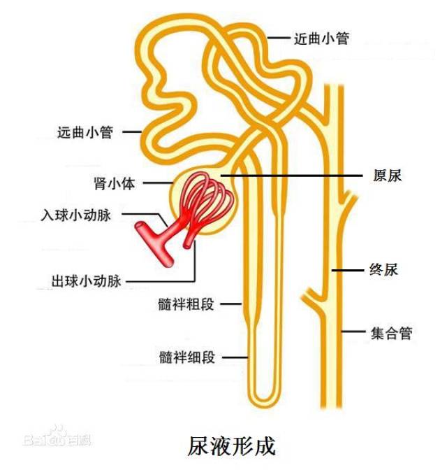 滤出的原尿进入各级肾小管进行重吸收,最终进入集合管,进入肾盂,成为