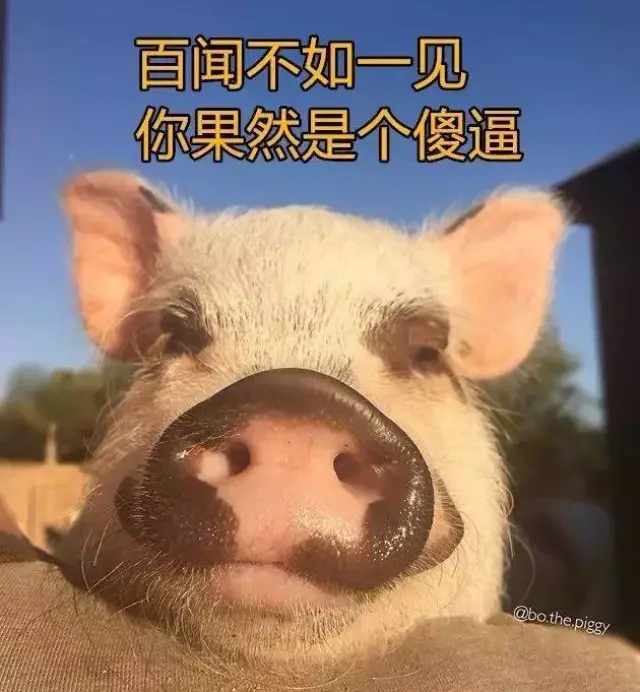 如何骂人才能可爱又解气?