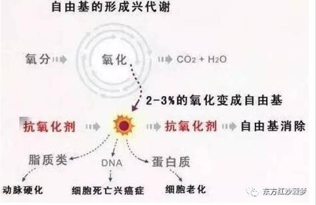 自由基可怕的不止是衰老,它还是导致慢性病的元凶!