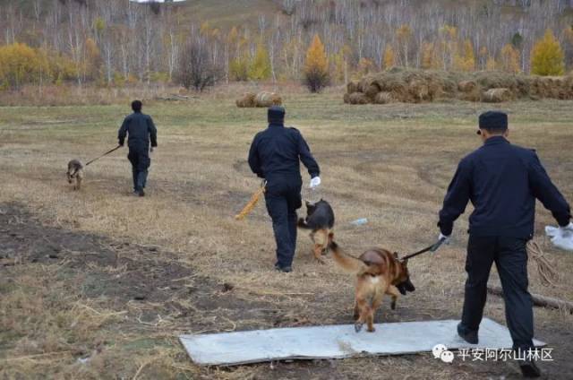 内蒙古发生特大抢劫杀人案,4人遇害!_手机搜狐网