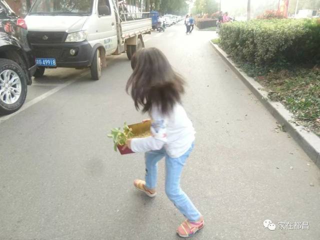 【爆料】都昌芙蓉路口一小女孩不顾危险攀爬树枝采摘路边桂花,专家