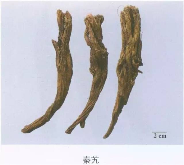 每日一药|秦艽