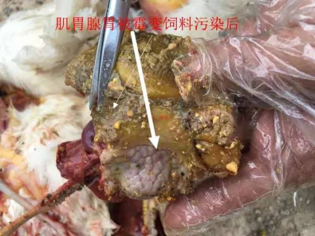 图解:霉菌毒素对产蛋鸡的影响究竟多大?