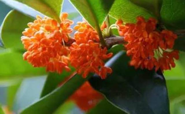 红桂花好还是黄桂花好 桂花品种有哪些图片