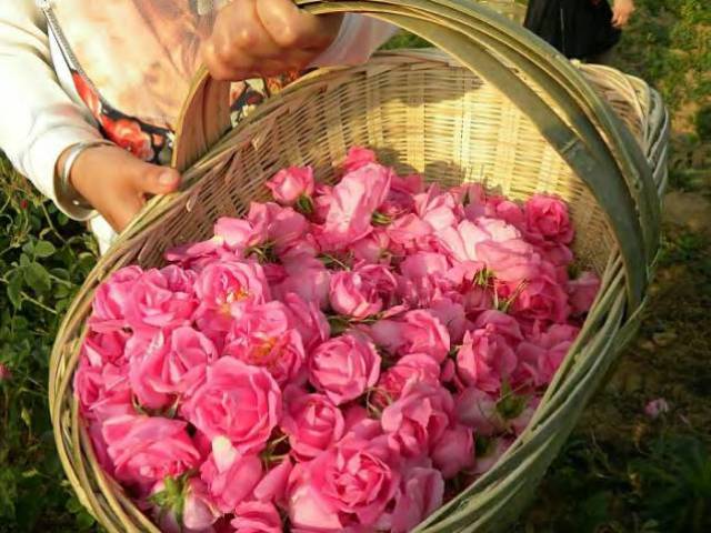 提炼,因为玫瑰花瓣娇柔鲜嫩,唯有采用传统蒸馏法,才能得到纯正精油及