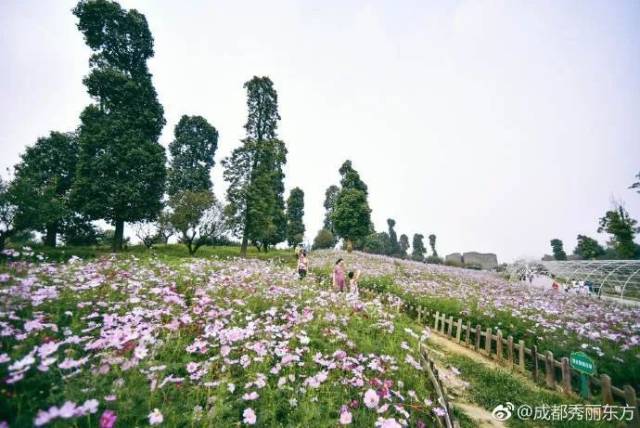 10月简阳周边最新赏花地图出炉,周末挨到看个遍