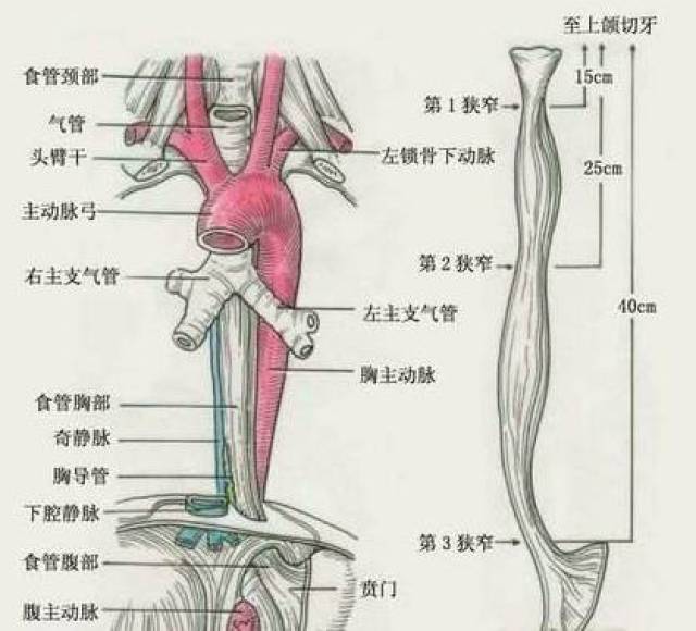 其中上段周边结构最为复杂,气管,主动脉,主动脉弓分支,奇静脉,支气管