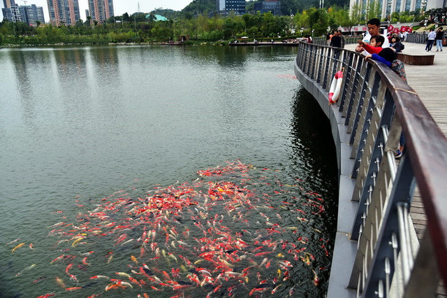 遵义天鹅湖公园,天鹅与观赏鱼像恋人一样相互喂食