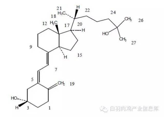 25-羟基维生素d3在肉鸡生产上保持骨骼健康的优越性能