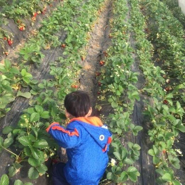 武湖农场这边有 很多农家采摘果子,都是果农们自己家的地,这段季节