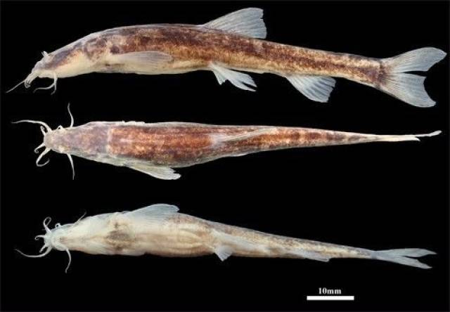 研究发现一盲高原鳅新种