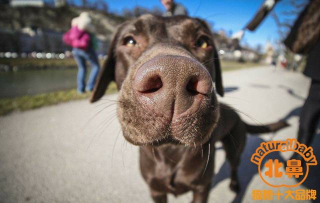 【北鼻天然狗粮】分享,拉布拉多猎犬好养吗/拉布拉多猎犬图片