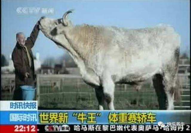 【微资讯】世界上最牛的牛,体重1.67吨堪称