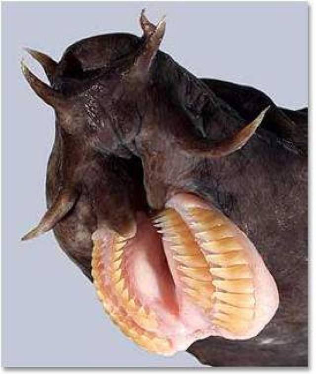 超诡异动物牙齿想都想不到张开嘴会是这样的景像
