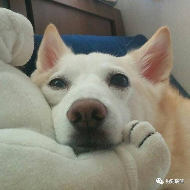 狗都这么努力,还有什么理由颓废