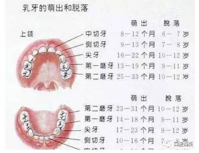 来讲,孩子6个月前后开始长牙,6岁进入换牙期,12岁才会换完所有的牙齿