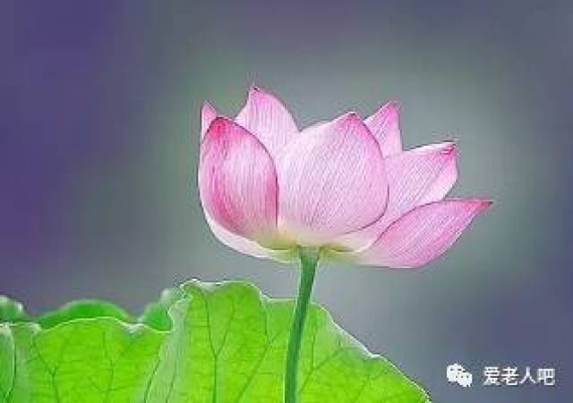 佛说,每个人的心中都有一朵清净的莲花.沉静的眼,平和的心.
