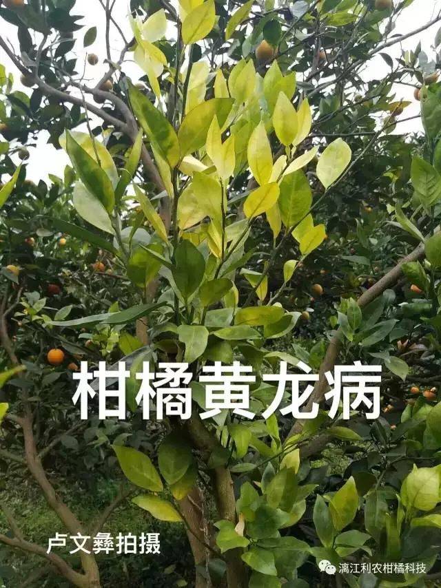 柑橘营养元素缺乏识别判断