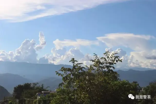 镇康 马鞍山——这块被遗忘的古茶园啊