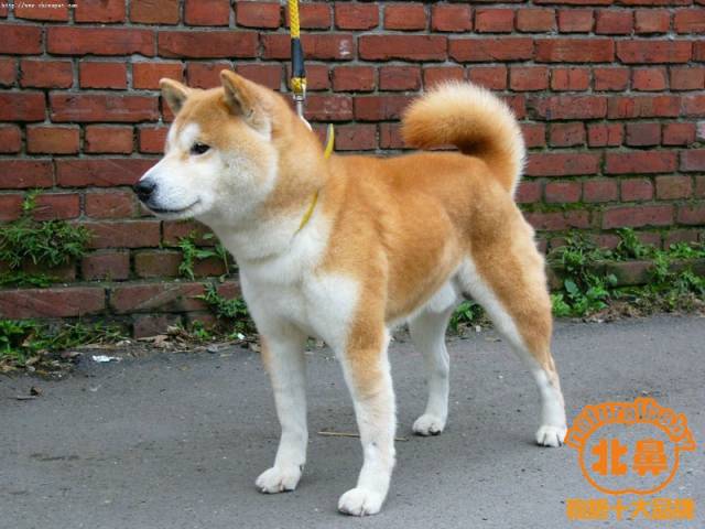 【北鼻天然狗粮】分享,柴犬好养吗/纯种柴犬/柴犬图片/柴犬价格