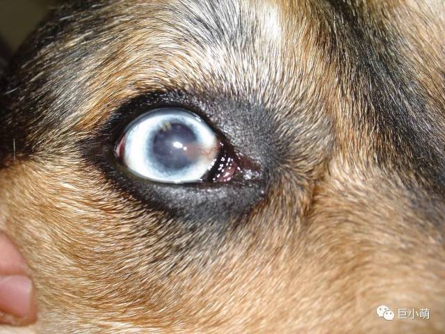 世界视力日| 狗狗常见眼病及护理方法