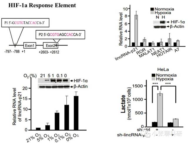 明确lincrna-p21参与缺氧糖酵解是hif-1α依赖的; 为了说明hif-1α在