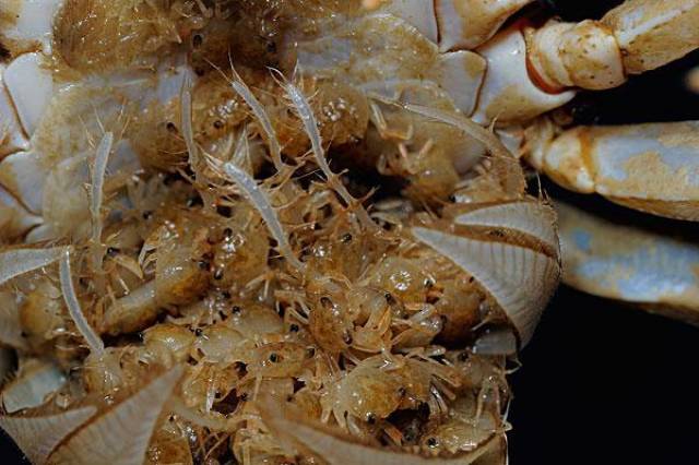 第一个吃螃蟹的人,你见到这32种鬼畜蟹还敢吃吗!