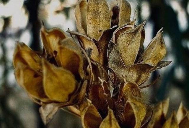 虽然我不喜欢木槿花,但是木槿子,却是我对百草园记忆的精华所在.