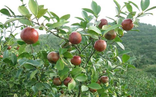 贵州铜仁 | 探索油茶+发展模式助力脱贫攻坚