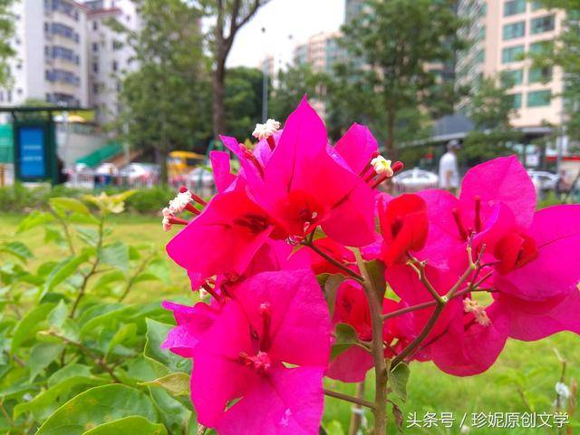 深圳,珠海,江门,惠州等地的市花—勒杜鹃最喜欢的紫花,却不知道名字