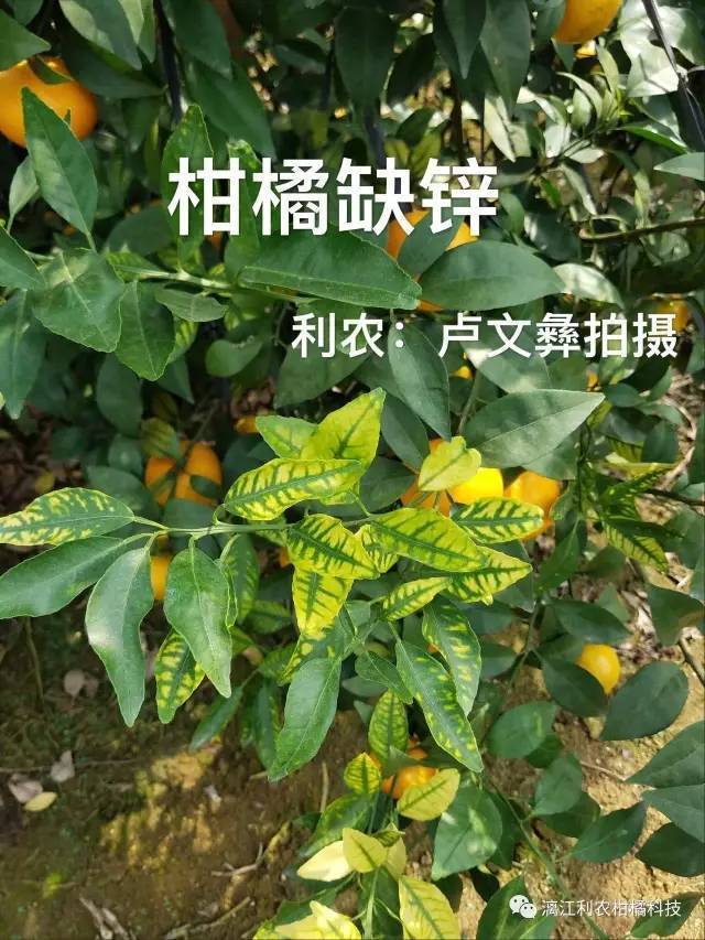 柑橘营养元素缺乏识别判断