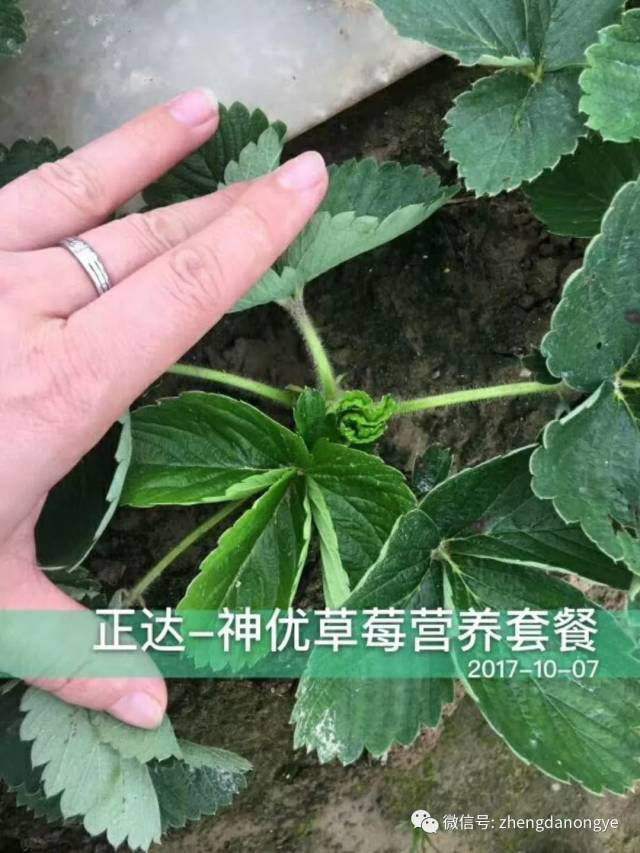 苗株从根部长出很多侧芽,长势旺盛,严重影响草莓的产量和效益