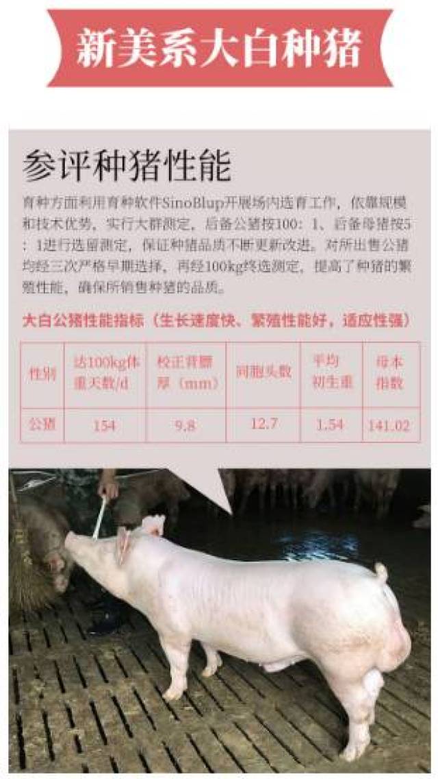 2017养猪人信得过种猪企业!榜单大公布!