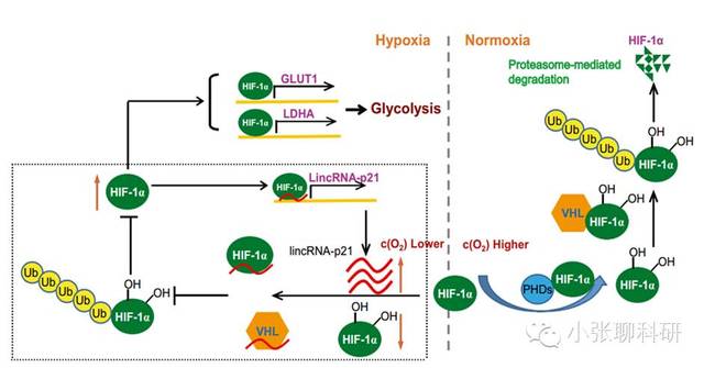 高表达的hif-1α激活glut1和ldha,使细胞进入无氧糖酵解途径