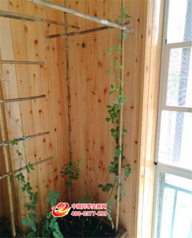 阳台族可以种月季吗(图2) 阳台族可以种月季吗(图2)