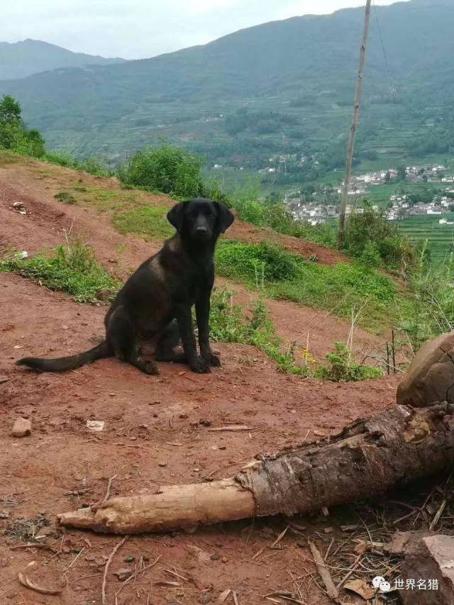 亟待拯救的国产猎犬---凉山犬 ( 续 )