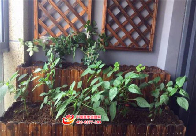 阳台族可以种月季吗(图1) 阳台族可以种月季吗(图1)