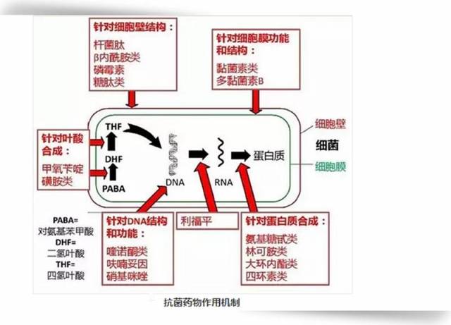 作用机制分型 为了帮助各位合理用药减少药源性危害,我们整理了抗菌