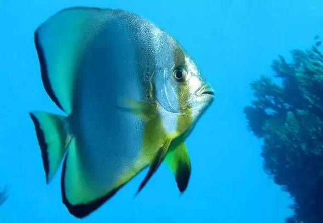 rlyl物种说今日圆眼燕鱼orbicularbatfish