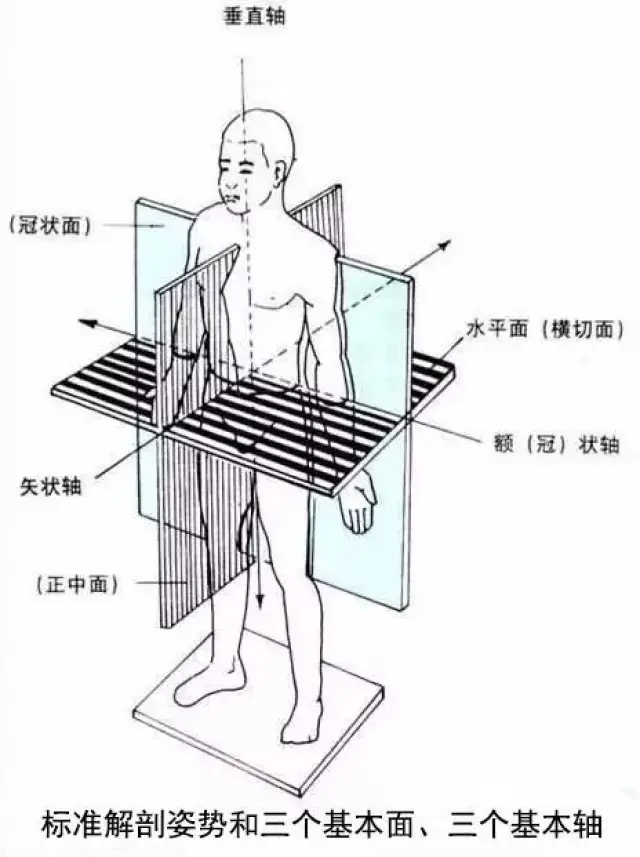 在这个标准姿势上人体可设计互相垂直的3种轴,即垂直轴,矢状轴和冠状