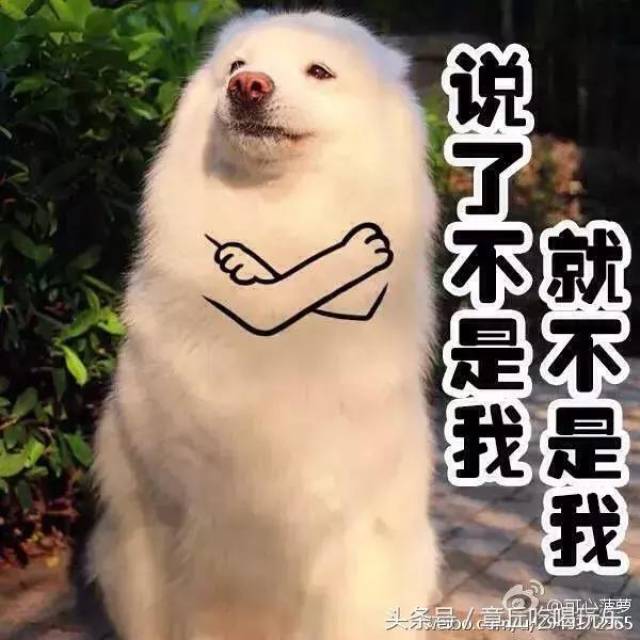 用了那么多年宠物表情包,你知道它们本尊都是谁吗,哈哈笑死个人