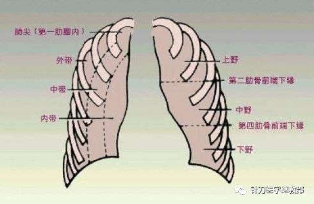 第一肋与锁骨围成一个类圆形的透亮区,这一部分也是肺尖所在的区域