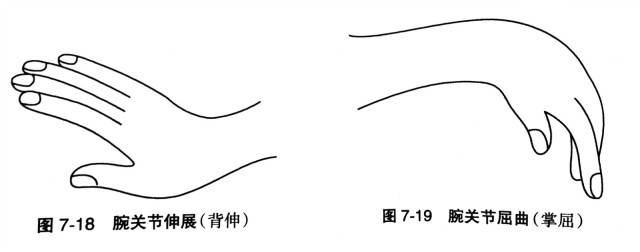 (2)前臂固定在台面,手背向上抬,称为腕关节伸展或背伸(图7-18),手心