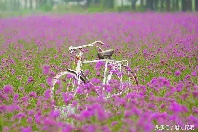 名花谷  位于昆明市西山区,比邻三家村水库,依山傍水,名花谷因种植