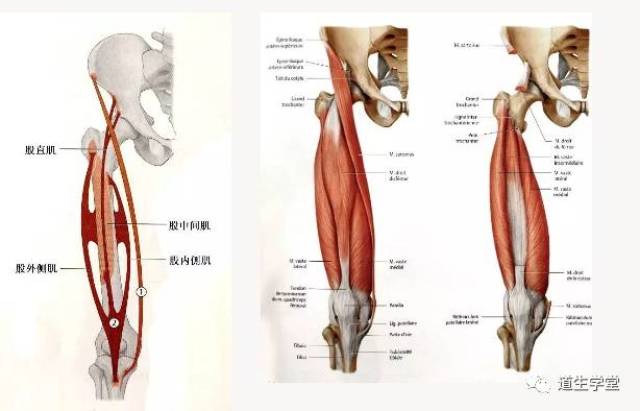 解剖知识丨股四头肌(一)