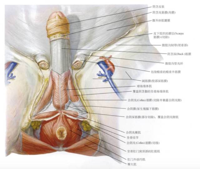隐匿性阴茎有正常的阴茎体,埋藏于周围组织中,由肉膜层中发育不良的