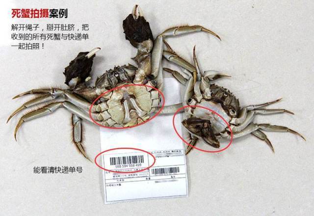 隔天提供的照片不能作为死蟹依据哦! 如何正确储存大闸蟹?