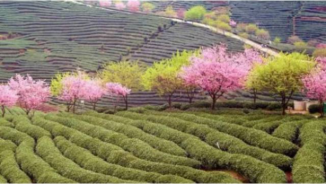 乡村旅游规划设计|观光茶园怎么设计?