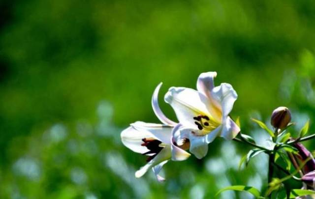 林清玄:心田上的百合花开 | 朗诵:央视播音员陈